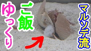 マルソデカラッパ　恥ずかしがり屋なの！？ゆっくりエサ食べる♪　爆食　カニ　Box Crab　केकड़ा　કરચલો　kakra　kekda　Kepiting　cua　краб　ปู　alimango