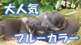 【うさぎの赤ちゃん】大人気カラーのブルー系♪