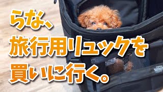 旅行用リュックを買いに、大好きなあのショップへ行ってきました！【トイプードル】