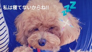 私は寝てないからね　マルプーおとみ　成犬でも　かなり可愛い　テディベアカットよりピーナッツカット　小犬から成犬　アプリコット　Maltipoo　toy poodle　Maltese