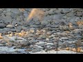 japanese wagtail meets white wagtail セグロセキレイ♂とハクセキレイ♀が出会う夕方の河原（野鳥）