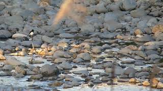 Japanese Wagtail Meets White Wagtail セグロセキレイ♂とハクセキレイ♀が出会う夕方の河原（野鳥）