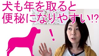 犬の便秘の原因を解説（３）加齢による便秘　Doglig#057