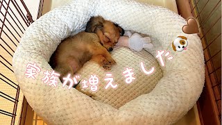 【ご報告】家族が増えました！生後4ヶ月のチワックス🐶🤍