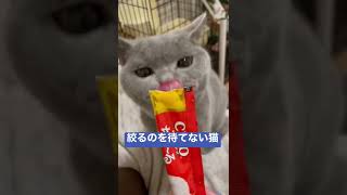 絞るのを待てない猫 #かわいい #britishshorthair #cat #ブリティッシュショートヘア #猫 #kitten #子猫 #cutecat #bsh