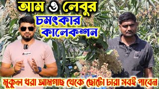 মুকুল ধরা আমগাছ থেকে ছোটো চারা গাছ আম ও লেবুর চমৎকার কালেকশন পাবেন এই নার্সারিতে |