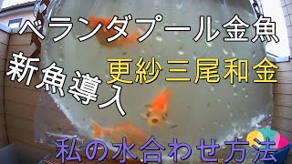 ＃金魚＃ベランダ＃プール＃ろ過材【金魚】ベランダ金魚　更紗和金導入　私の水合わせ方法【プール】