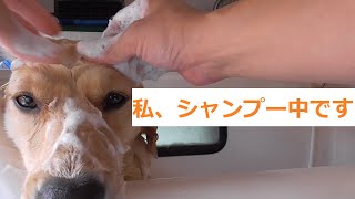 【Dog shampoo】ゴールデンレトリバーはるちゃんのシャンプーです！【Golden retriever】【大型犬のシャンプー】