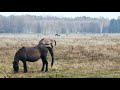 kemeri national park relax video