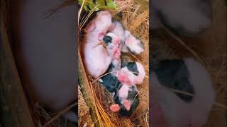 എന്റെ വീട്ടിലെ മുയല്‍ കുഞ്ഞുങ്ങള്‍   |Pets Rabbits 🐇| Petty| Faming |