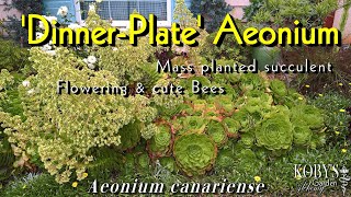 Succulent 'DINNER-PLATE' AEONIUM, Mass-planting, Flowers, Bee Nectar, Easy Care. Aeonium canariense