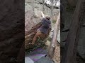 Spank The Baby V7 Stonefort Bouldering