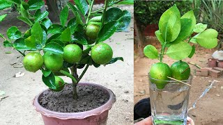 How to grow lemon tree in a pot successfully with lots of fruits in a single tree. Fruit World Tree