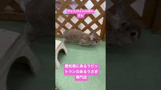 愛知県にあるラビットランのあるうさぎ専門店がすてき #shorts #うさぎのいる暮らし