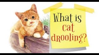 4 reasons why your cat is drooling