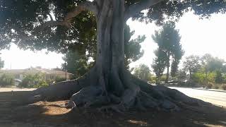 History of the Mother Colony, Anaheim, California. Bicycle rock music. #bicyling for weight loss.