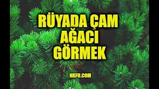 Rüyada Çam Ağacı Görmek Ne Anlama Gelir? Çam Ağacı Kesmek, Dikmek