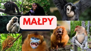 Małpy, Małpokształtne, szympans, pawian, goryl, gibon, , orangutan, makak, wyjec czarny, siamang