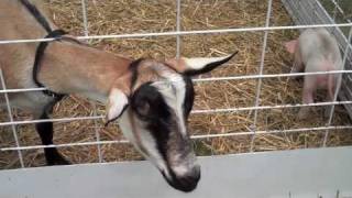 THE REAL Awkward Dancing Goat!!