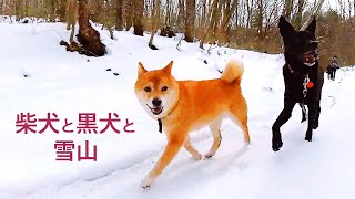 Shibainu \u0026 Black Dog at Snowy Nasu Highlands | 360 camera    #Shorts