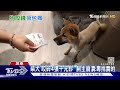 調皮柴「咬4張千元鈔」百鈔完好 飼主崩潰 專挑貴的｜tvbs新聞 @tvbsnews02