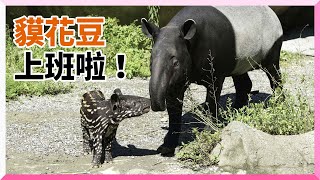 貘花豆上班啦！戶外活動初體驗 保育員曝最佳巧遇時機｜動物園｜馬來貘｜寵物動物