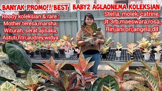 banyak promo!! baby2 aglonema koleksian paling dicari sering jadi rebutan| harga aglonema koleksian|