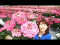 サーシャピンクyoutube　sakamotoengei さかもと園芸　ギフト　プレゼント　鉢花　母の日　hydrangea　あじさい　アジサイ　紫陽花　ajisai　花　群馬の鉢花