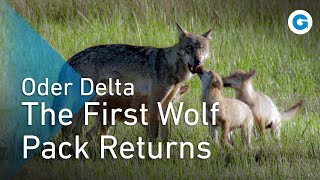 Beyond the Baltic: Tracking Sea Eagles and Wolves in the Oder Delta | Full Wildlife Documentary