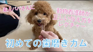 素人パパに動物看護師がレクチャー！犬に初めて歯磨きガムをあげてみた【歯磨きガム】【トイプードルあんちゃん】