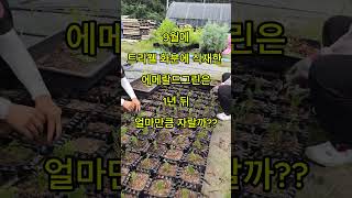 유망 정원수 에메랄드그린 털이묘는  1년에 얼마만큼 자랄까?? #트리웰화분 #gardening #정원수 #조경수 #화분재배 #plants