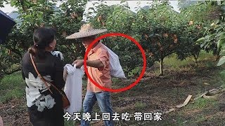 貓姐和光哥在梨子園裡來回穿插！被發現後，只能老老實實的背果【桂平光哥】