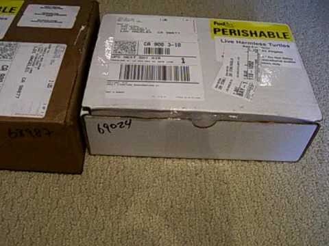 Rare Baby Turtles Arrive *Unboxing* Rare Baby Turtles Arrive *Unboxing*