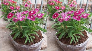 Recycle Waste, Plant Flowers In Plastic Bags For Your Balcony And Small Garden