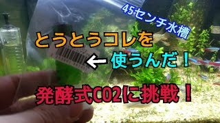 アクアリウム【熱帯魚45㌢】発酵式CO2、いっちゃいます！