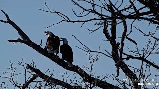 Mr  North and DNF, time together Explore Live Nature Cams Decorah Eagles - North Nest - 4k