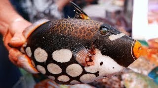 Japanese Street Food - CLOWN TRIGGERFISH Okinawa Japan Seafood