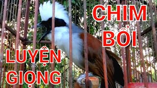 Luyện Giọng Khướu Đầu Bạc/Chim Bạch Đầu Ông/ Hót Giọng Chuẩn Rừng Già.@KyHoangTV