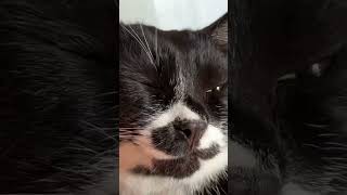 猫をなでなで😸おやすみざきおくん【白黒猫tuxedo-cat】