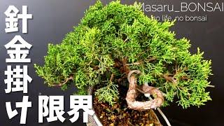 針金掛けても効かないときの対処法。真柏 Chinese Juniper. 2022.9.25