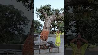 चमत्कारी पेड़ 🌳ऐसा चमत्कारी पेड़🌳 आपने पहले जिंदगी में कभी नहीं देखा होगा🙏🙏 Bina jad ke ped#viral#🙏😱