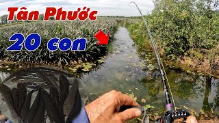Câu Lure Cá Lóc ✅ Câu Cá Lóc Vườn Khóm Tân Phước -Tiền Giang Và Cái Kết | Tâm Râu Vlog #361