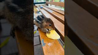 പഴം അണ്ണാന് കൊടുക്കരുത്😱 #cuteanimals #fruit