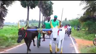 புதுக்கோட்டை மாவட்ட தலைவர்   சிங்கவனம் ஜெமினி ஐயா அவர்களது காளைகள் ....