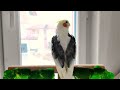 cockatiel singing in best quality 4k make your cockatiel happy