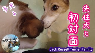 緊張の初対面しましたｗ【ジャックラッセルテリア】【多頭飼い】