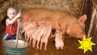 Поросята и свиноматка. Забавный малыш кормит хрюшек. Piglets and sow. Feeding pigs ☀SunVideo