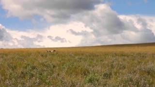 Upland Bird Hunting with PRO Outfitters