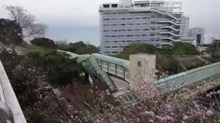 香港旅遊 / 街拍 (053) 充滿盛開 洋紫荊 (香港市花) 的西高山 薄扶林 香港市花