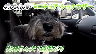 老犬介護（ミニチュア・シュナウザー）お母さん犬１週間ぶり